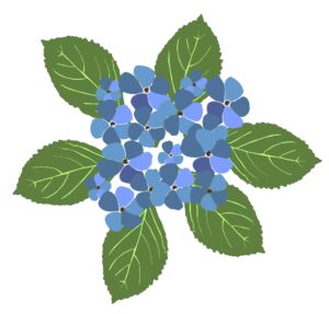 Hydrangea